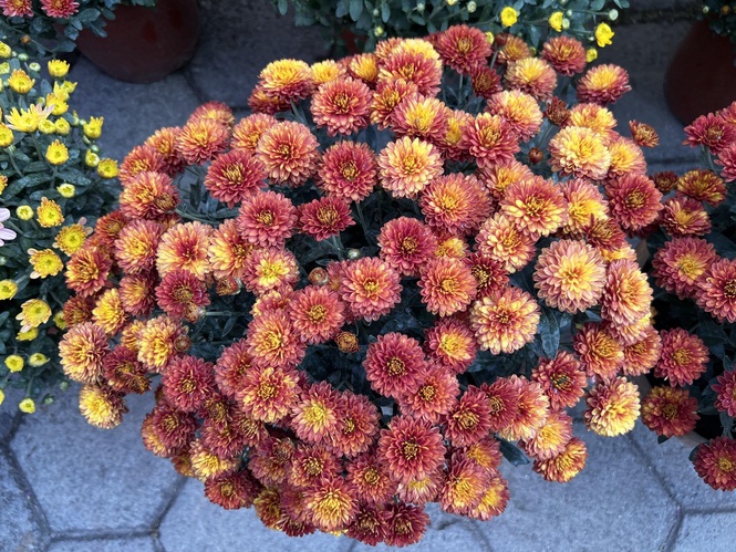Why store-bought mums die