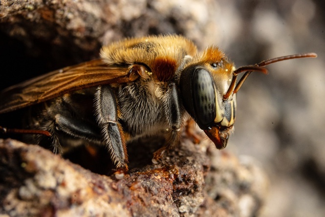 native bee nesting habitat