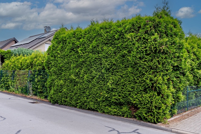 Privacy hedge property line disputes