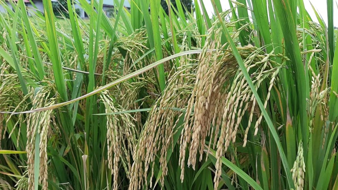 Image from: KPKM perkukuh persediaan hadapi impak El Nino
