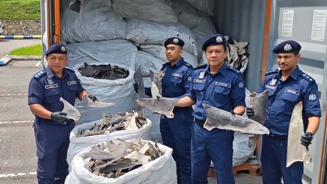 Image from: Sirip ikan yu RM8.36 juta dari Amerika Selatan dirampas