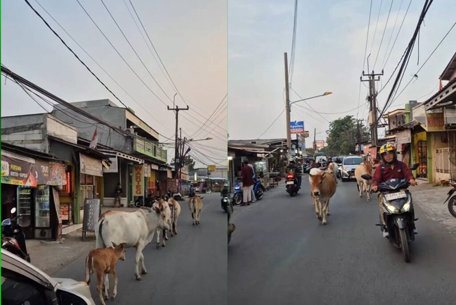 Image from: Takut bunyikan hon, trafik sesak kerana lembu