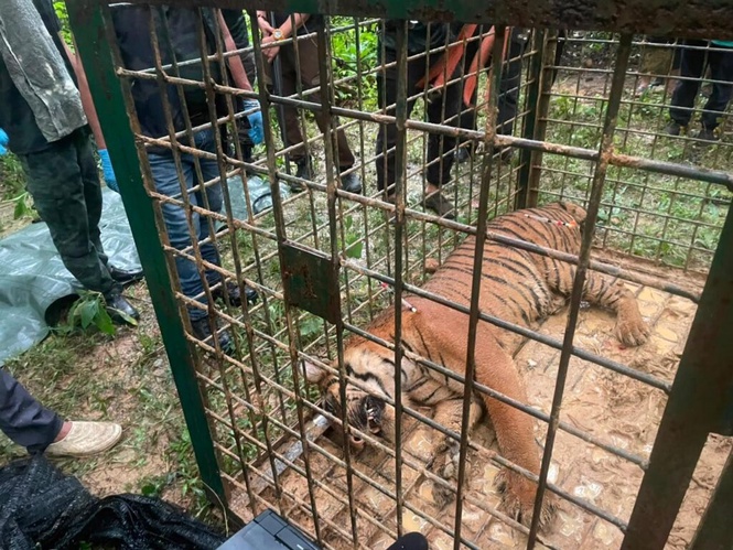 Image from: Harimau belang masuk perangkap selepas lima hari dipasang