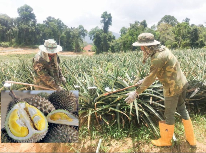 Image from: Malaysia masih belum ada buah kebangsaan – Foong Hin