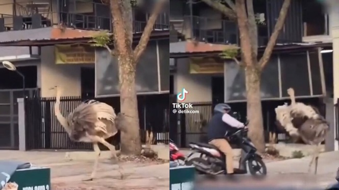 Image from: Burung unta berkeliaran di tengah jalan, serang penunggang motosikal
