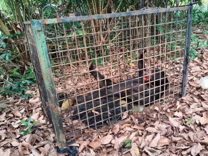 Image from: Beruang ganas ‘curi’ durian tewas