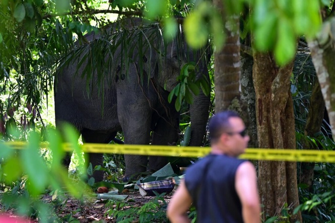 Image from: Gajah betina gempar Manir ditangkap Perhilitan