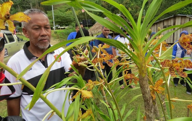 Image from: Tarikan orkid harimau berbunga lapan tahun sekali