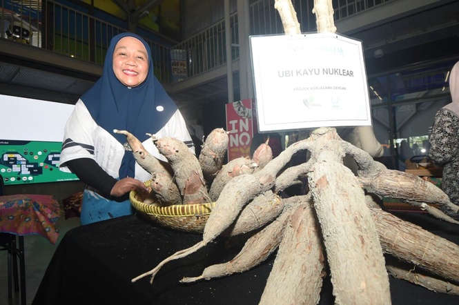 Image from: Guna nuklear cipta baka ubi kayu baharu