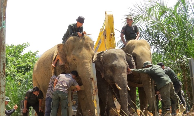 Image from: Suria, Indah pujuk Awang Tar Setelu pulang ke habitat asal