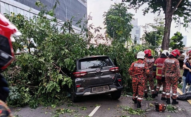Image from: Warga emas, cucu cedera pokok angsana tumbang hempap kereta