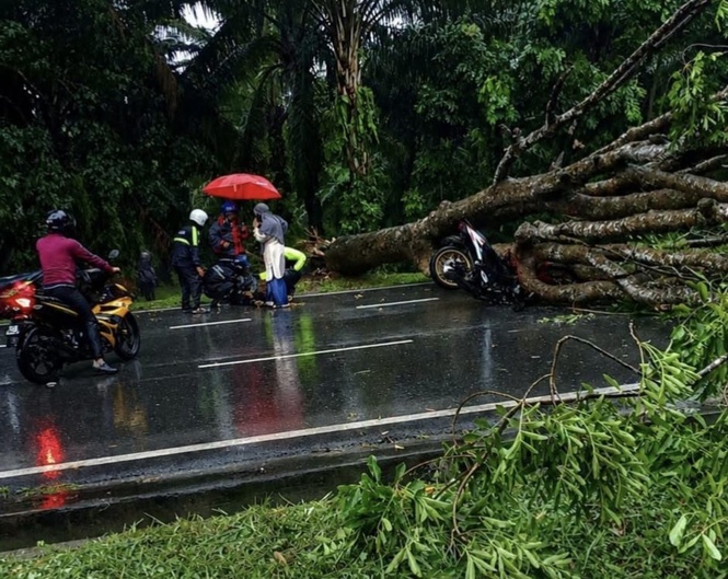 Image from: Lelaki nyaris maut motosikal dihempap pokok tumbang