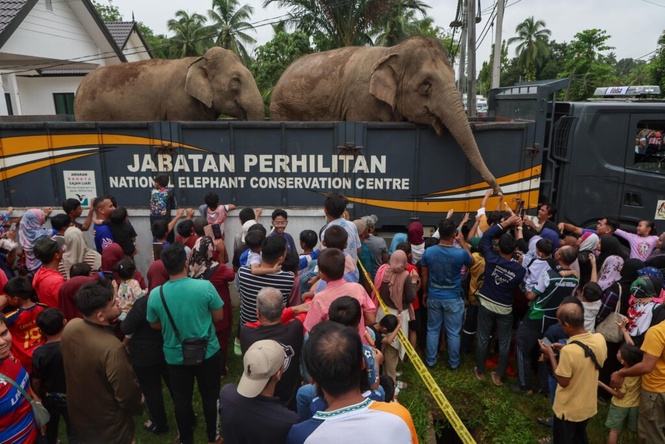 Image from: Taman Negeri Royal Belum ‘rumah’ baharu Mek Jeram