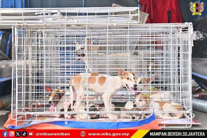 Image from: Lapan anjing terbiar diserah kepada MBS, dapat RM50 seekor