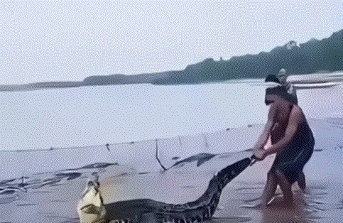 Image from: Penduduk jala ikan, dapat buaya