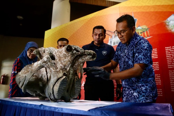 Image from: Tengkorak gajah Asia usia ratusan tahun jadi koleksi muzium