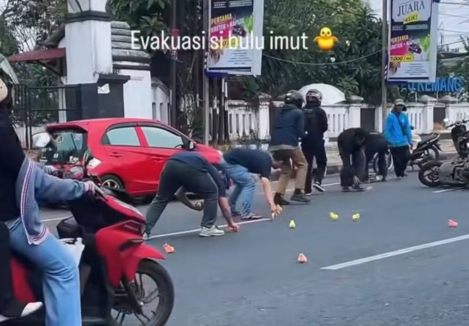 Image from: Anak ayam warna warni berkeliaran tengah jalan