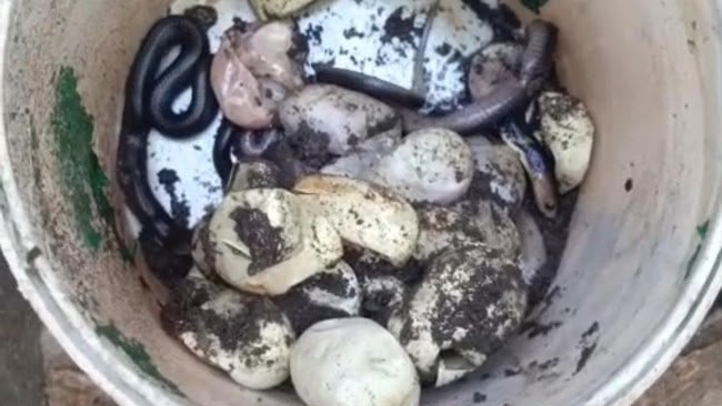 Image from: King Cobra eram 25 telur bawah rumah
