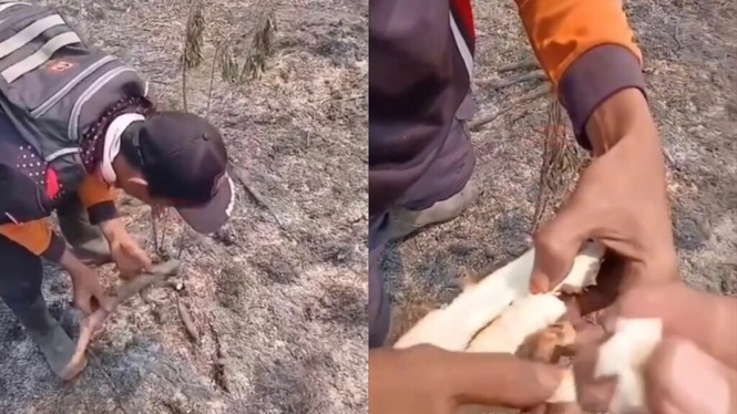 Image from: Terkejut jumpa ubi masak dalam tanah