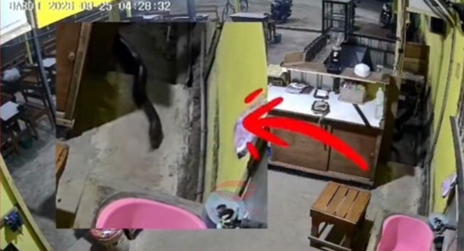 Image from: Ular hitam panjang 5 meter masuk kedai kopi