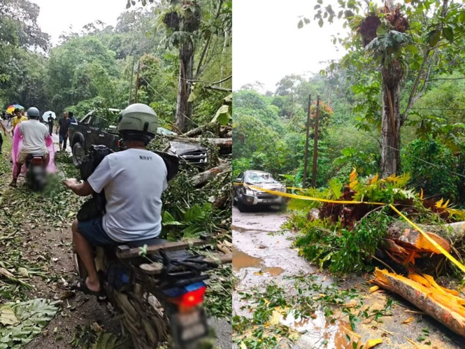 Image from: Dua cedera trak pikap dihempap pokok di Bentong