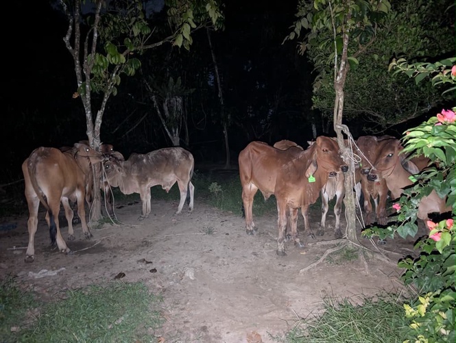 Image from: Upah RM1,300 angkut 44 lembu seludup ke Negeri Sembilan