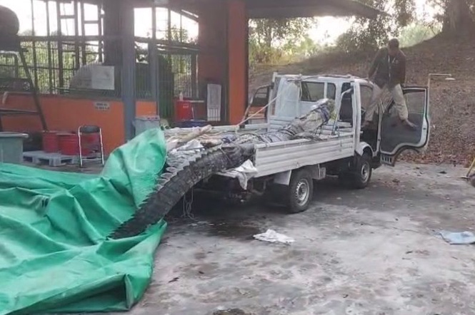 Image from: Buaya 500 kilogram ‘naik’ pikap