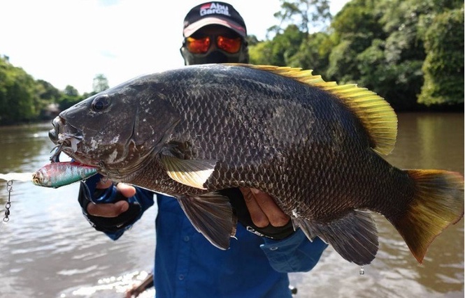 Image from: Ikan kanai muncul semula selepas 15 tahun