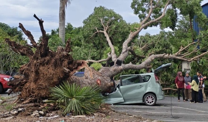 Image from: Pokok hempap kereta, mujur dua beradik duduk di belakang