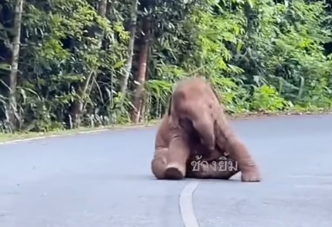Image from: Ingatkan anak orang saja tantrum, anak gajah pun sama
