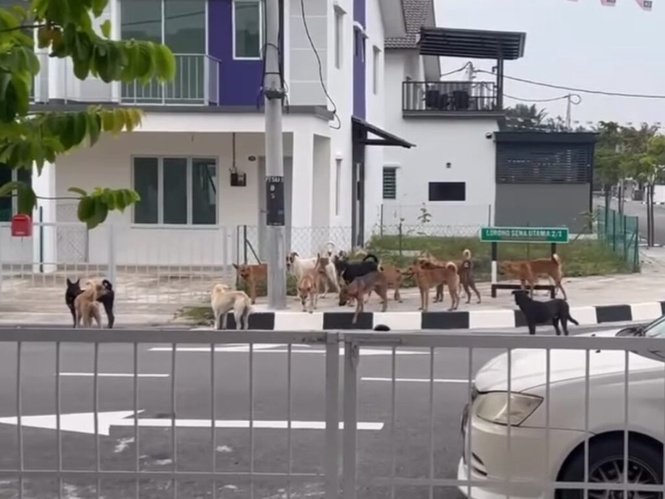 Image from: Buka pintu, terkejut segerombolan anjing liar depan rumah