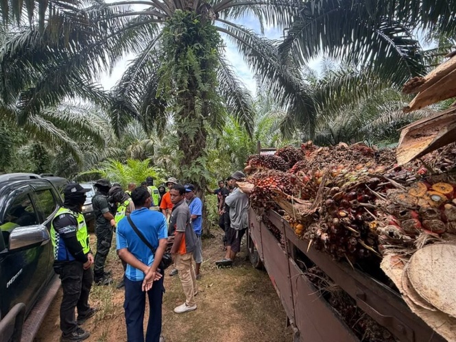 Image from: Pahang rugi RM387.8 juta penerokaan haram Ramsar Tasik Bera