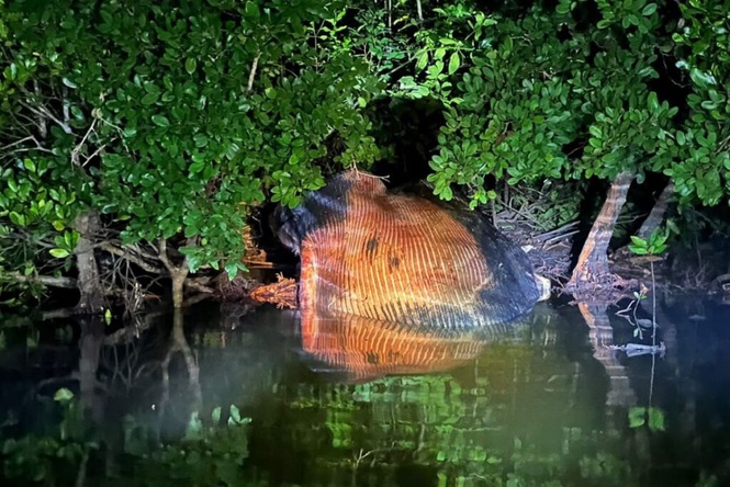 Image from: Penduduk jumpa bangkai paus 8 meter di sungai