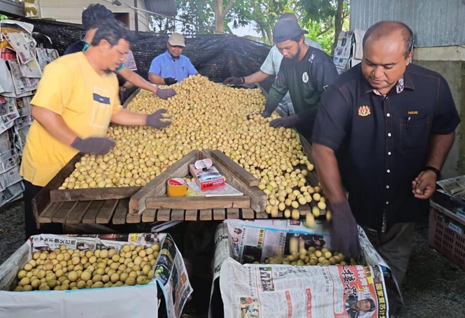 Image from: Lambakan duku, FAMA Terengganu bantu pasar 300 tan metrik