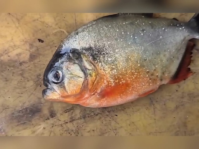 Image from: Tiada bukti pirana membiak di Empangan Klau, Raub