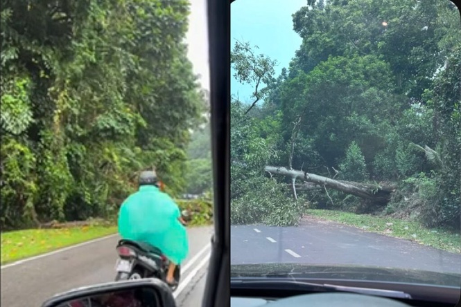 Image from: Ribut, hujan lebat ‘tumbangkan’ pokok di beberapa negeri