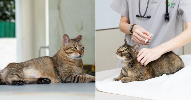 Image from: Denda RM15,000 jika bela kucing tanpa lesen