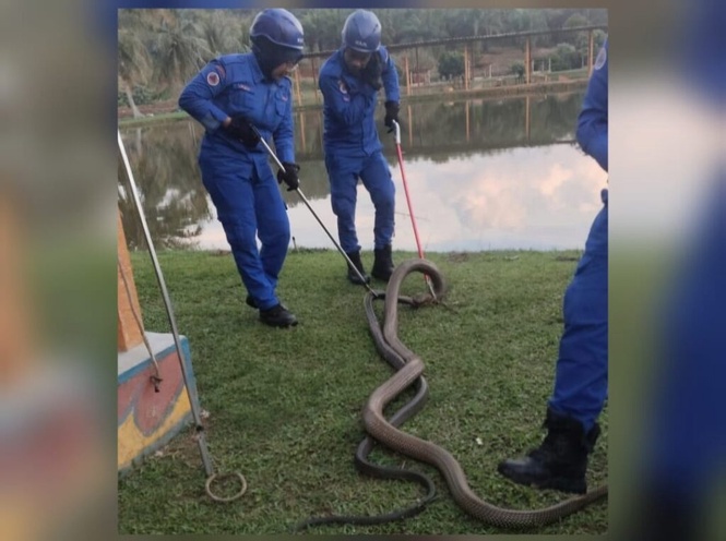 Image from: Terkejut tengok ular tedung selar 8kg ‘bertarung’