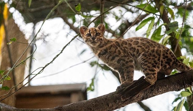 Image from: Penemuan spesies kucing liar baharu selepas 100 tahun