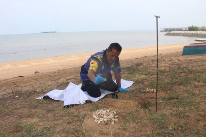 Image from: Pencuri telur penyu perlu ‘diajar’