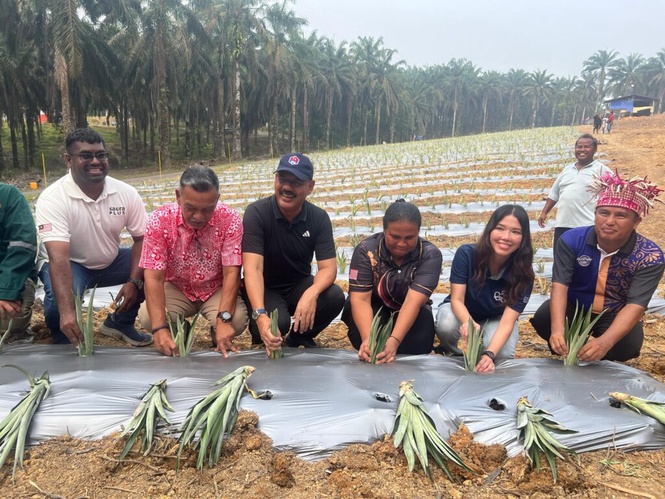 Image from: Tanaman nanas MD2 buka peluang ekonomi Orang Asli