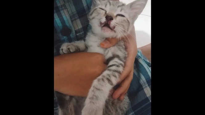 Image from: Anak kucing mati dibuang dari tingkat lima
