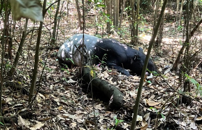 Image from: Tapir 250 kg tersesat masuk kelab golf