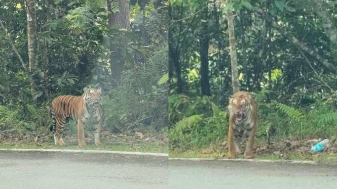 Image from: ‘Kurusnya, mesti tengah lapar’