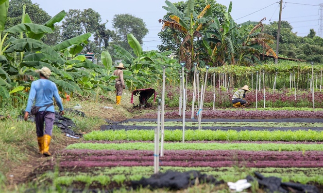 Image from: Sayur terbantut musim jerebu