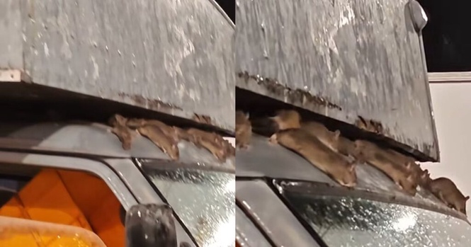 Image from: Geli tengok lori simpan barang kedai makan penuh tikus