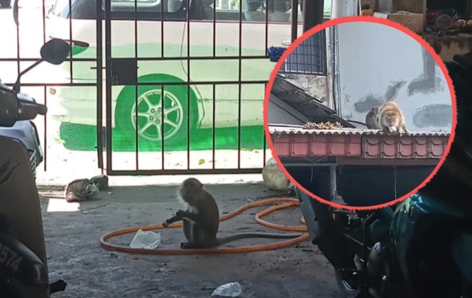 Image from: Monyet ceroboh rumah, larikan bungkusan penduduk