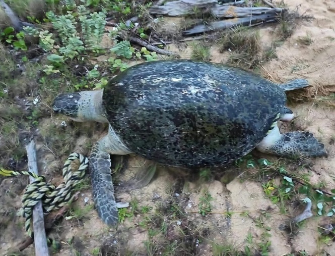 Image from: Penyu agar mati, tak sempat bertelur buat kali ketiga