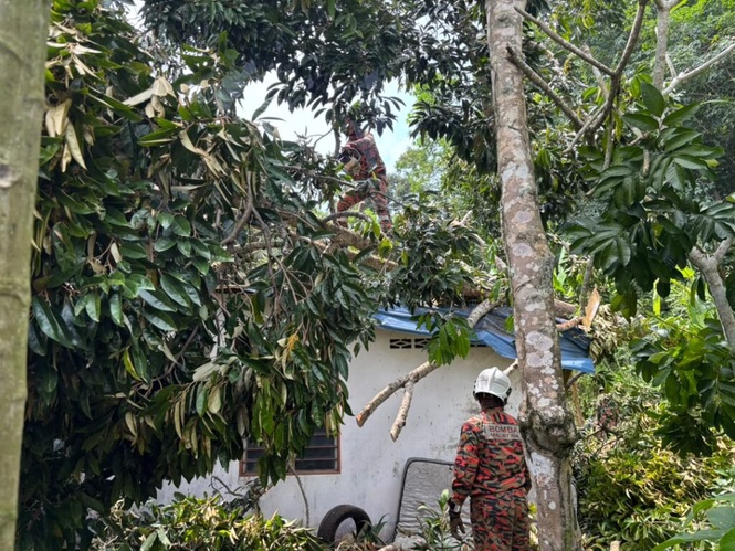 Image from: Dua penghuni terselamat, pokok durian hempap bumbung rumah