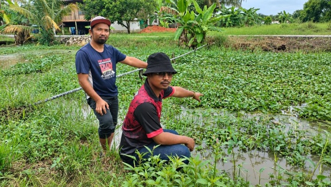 Image from: Lebih 40 hektar sawah terjejas akibat parit tidak diselenggara